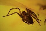 mmFossil Spider (Araneae) In Baltic Amber #120588-1